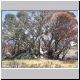 Falls Creek - Tree.jpg